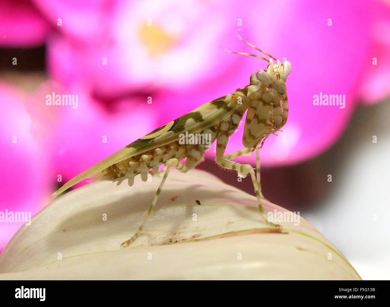 East African Spiny flower mantis (Pseudocreobotra wahlbergi) seen in profile, posing on a flower Stock Photo