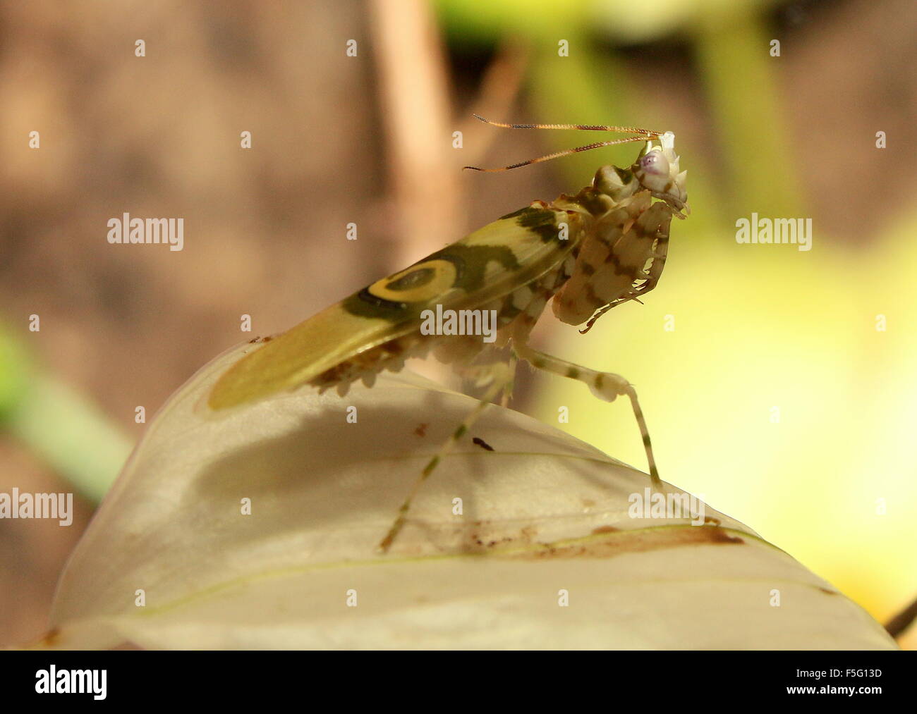 East African Spiny flower mantis (Pseudocreobotra wahlbergi)seen in profile, posing on a flower Stock Photo