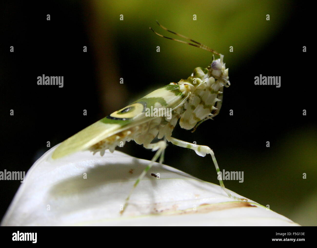 East African Spiny flower mantis (Pseudocreobotra wahlbergi) posing on a flower Stock Photo