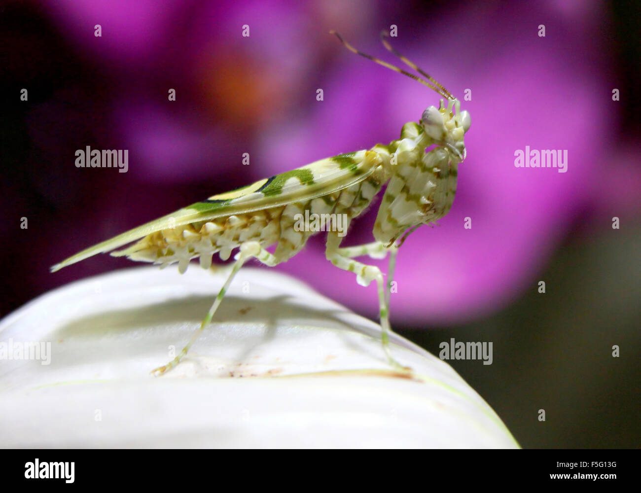 East African Spiny flower mantis (Pseudocreobotra wahlbergi) posing on a flower Stock Photo