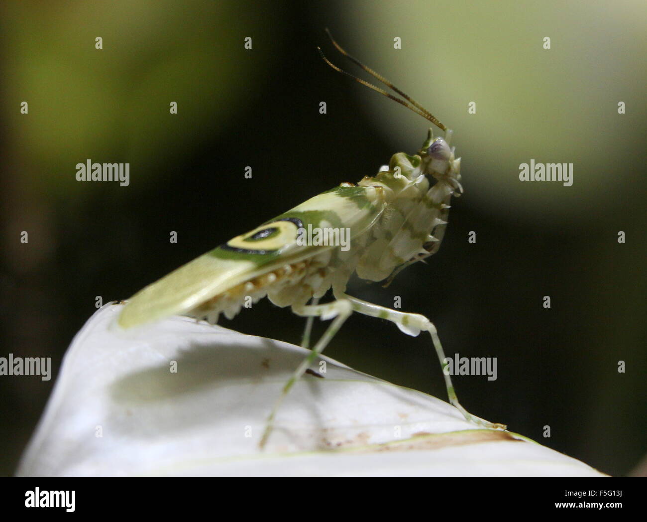 East African Spiny flower mantis (Pseudocreobotra wahlbergi) posing on a flower Stock Photo