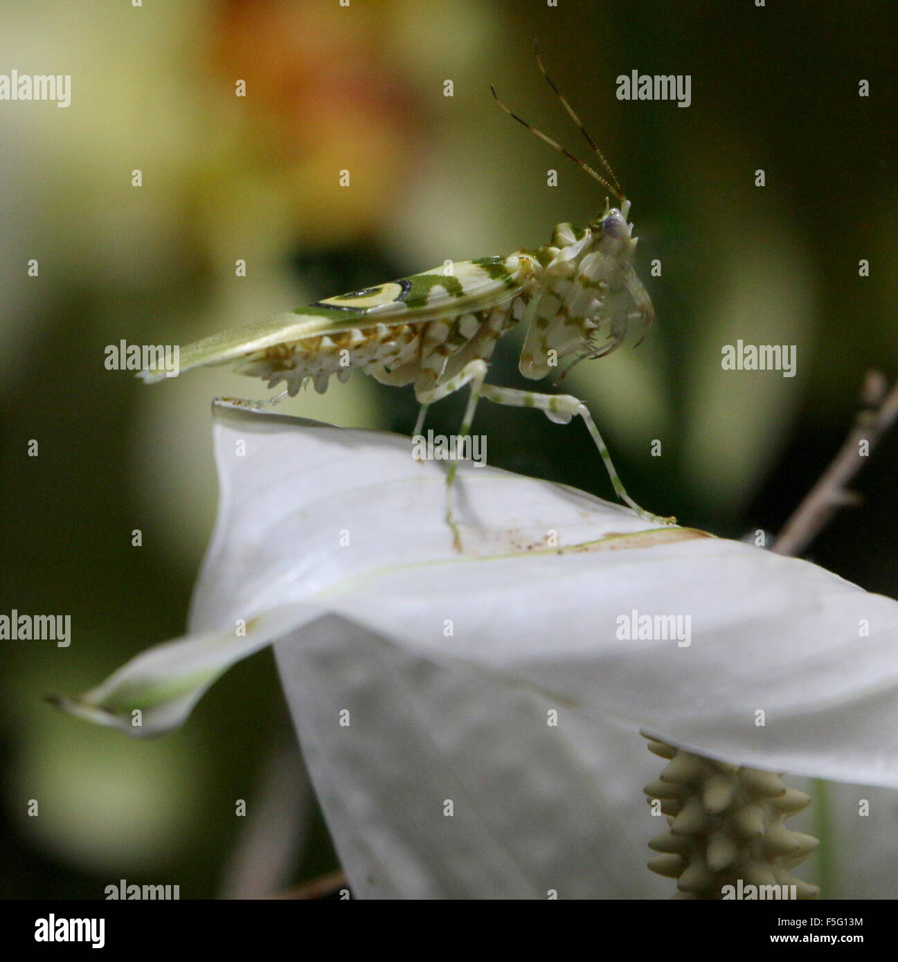 East African Spiny flower mantis (Pseudocreobotra wahlbergi) posing on a tropical flower Stock Photo