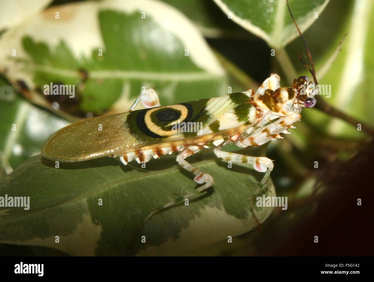 East African Spiny flower mantis (Pseudocreobotra wahlbergi) posing on a leaf Stock Photo