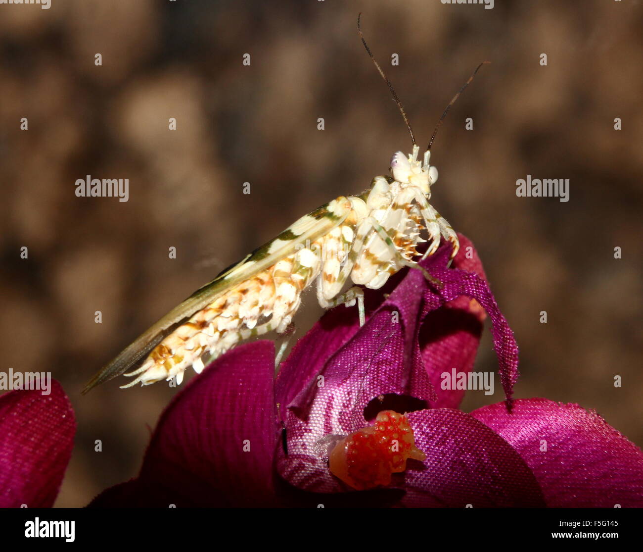 East African Spiny flower mantis (Pseudocreobotra wahlbergi) posing on an artificial (fabric) flower Stock Photo