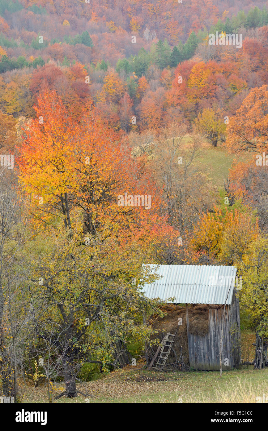 Country barn during fall foliage Stock Photo