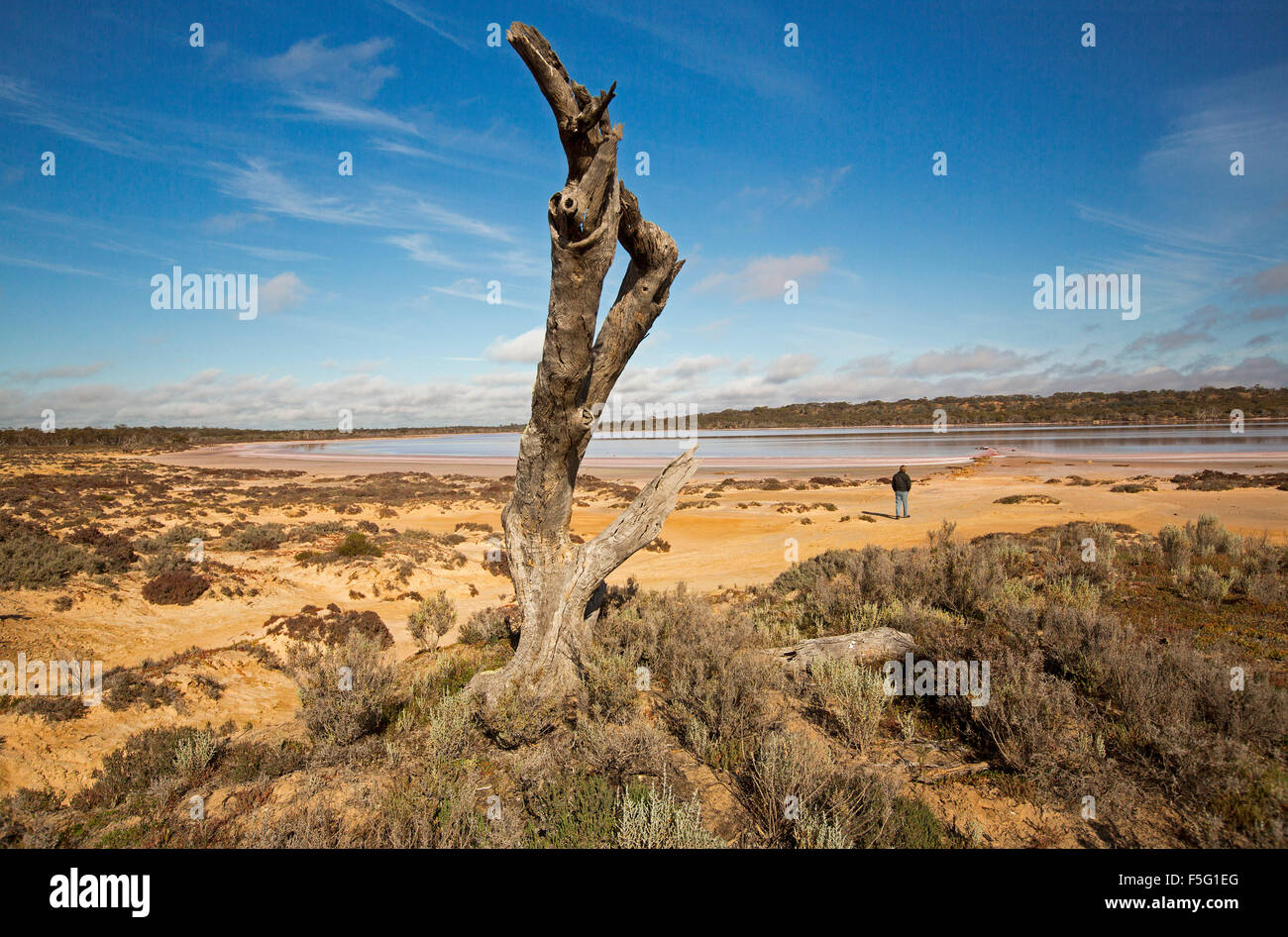 Man dwarfed by vast outback landscape, huge dead tree & Lake Crozier, immense salt lake under blue sky in Murray Sunset National Park Victoria Aust Stock Photo