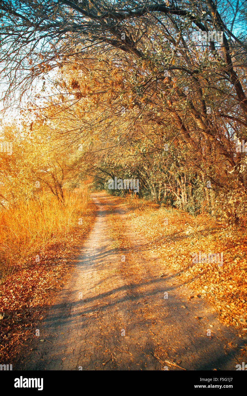 Beautiful romantic alley in a park with colorful trees and sunlight ...