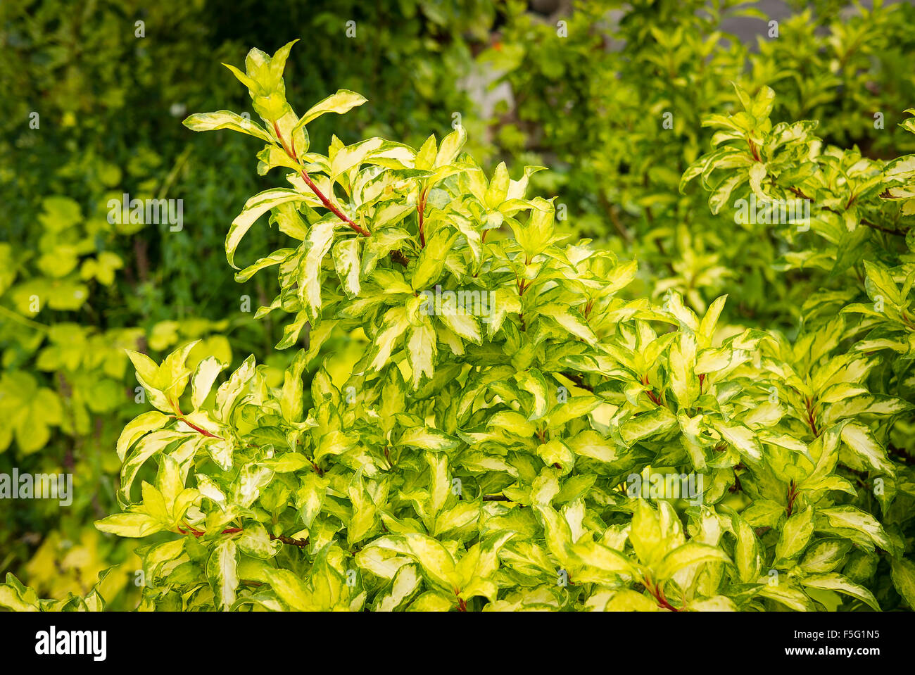 Variegated forsythia showing foliage which is interesting long after flowers have gone Stock Photo