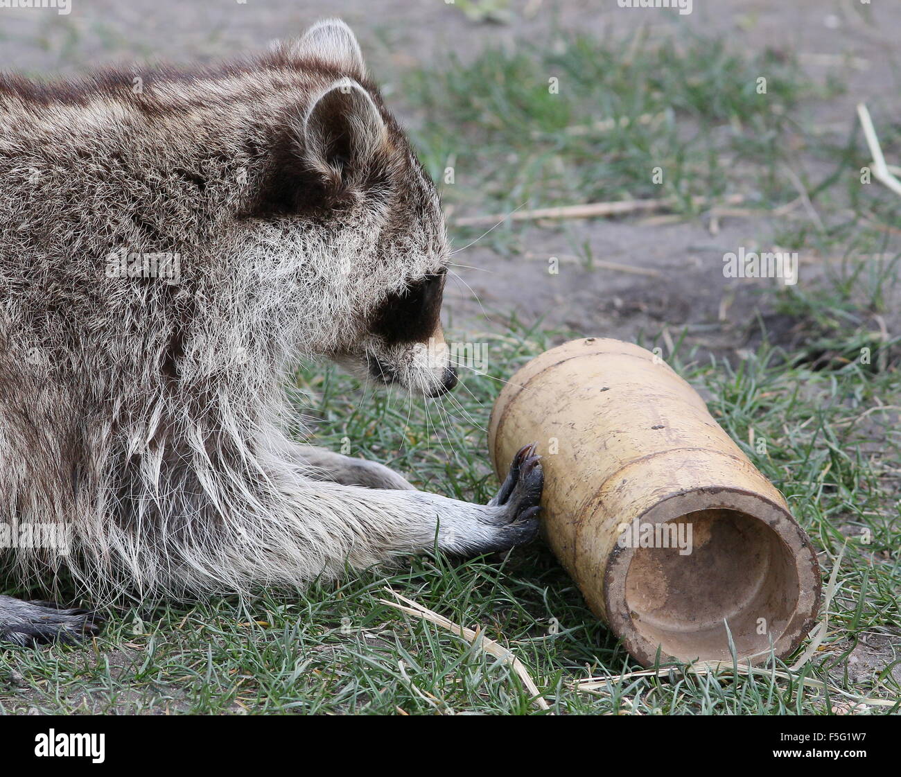 North American raccoon (Procyon lotor) trying to extract a snack from a bamboo container at Rotterdam Blijdorp Zoo, Netherlands Stock Photo