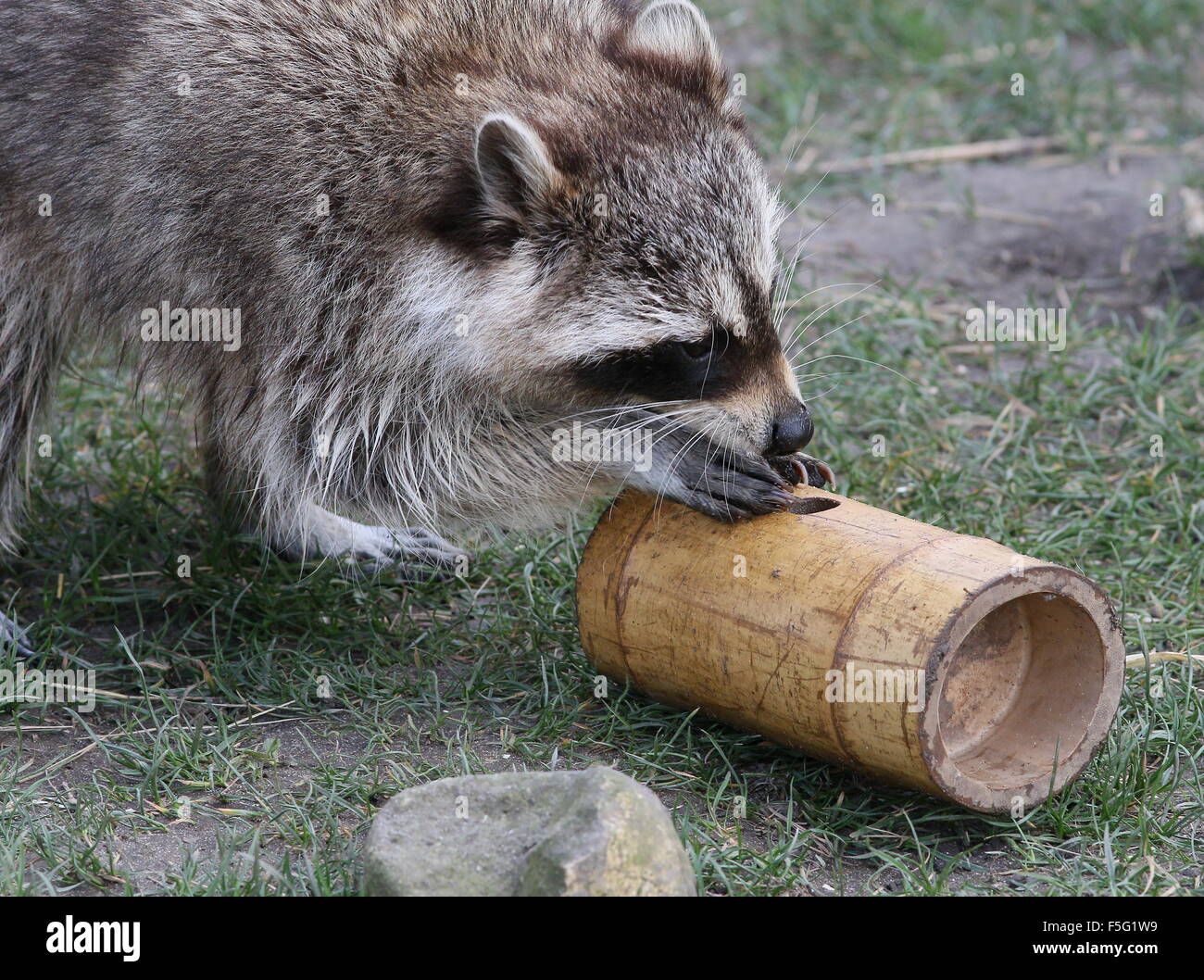 North American raccoon (Procyon lotor) trying to extract a snack from a bamboo casing at Rotterdam Blijdorp Zoo, The Netherlands Stock Photo