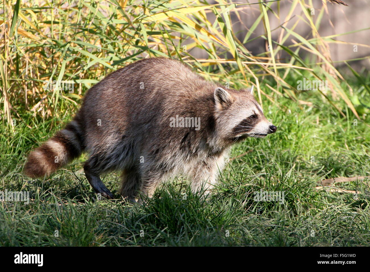 North American raccoon (Procyon lotor) walking in the tall grass Stock Photo