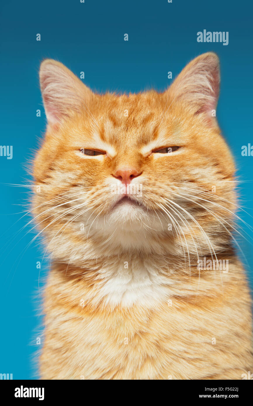 Red cat on a background of blue sky, close up Stock Photo