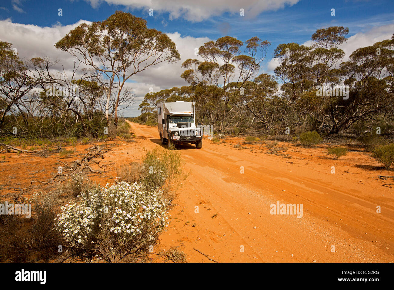Four wheel drive campervan on red sandy outback track hemmed with  wildflowers & mallee woodlands in Murray Sunset National Park Victoria  Australia Stock Photo - Alamy
