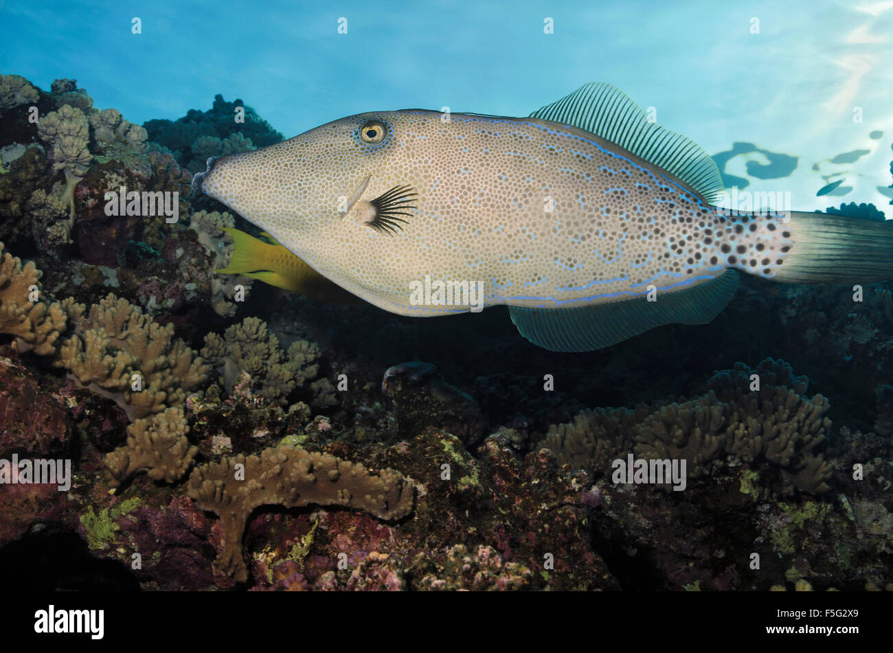 scrawled filefish, Aluterus scriptus, swimming over coral reef, Marsa Alam, Red Sea, Egypt Stock Photo