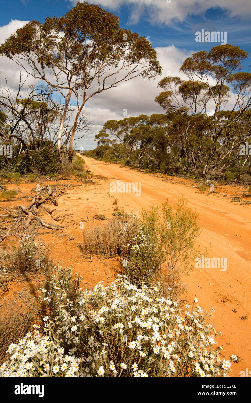 Red sandy outback track bordered by wildflowers & mallee woodlands under blue sky in Murray Sunset National Park, Victoria Australia Stock Photo