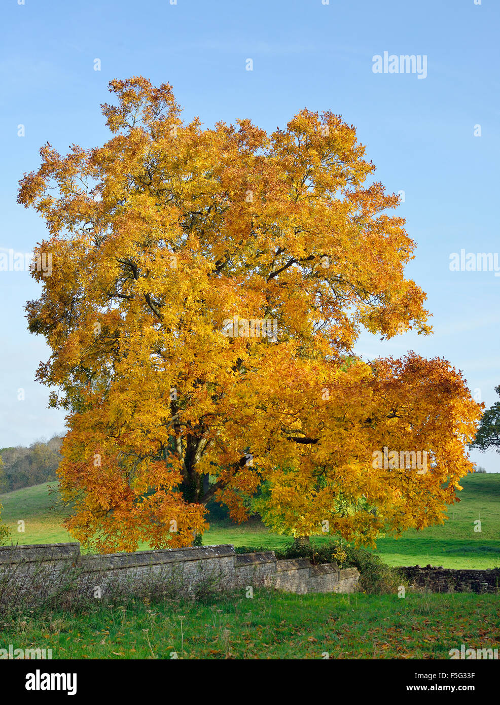 Shagbark Hickory Tree Carya ovata Autumn Colours in Tortworth Church
