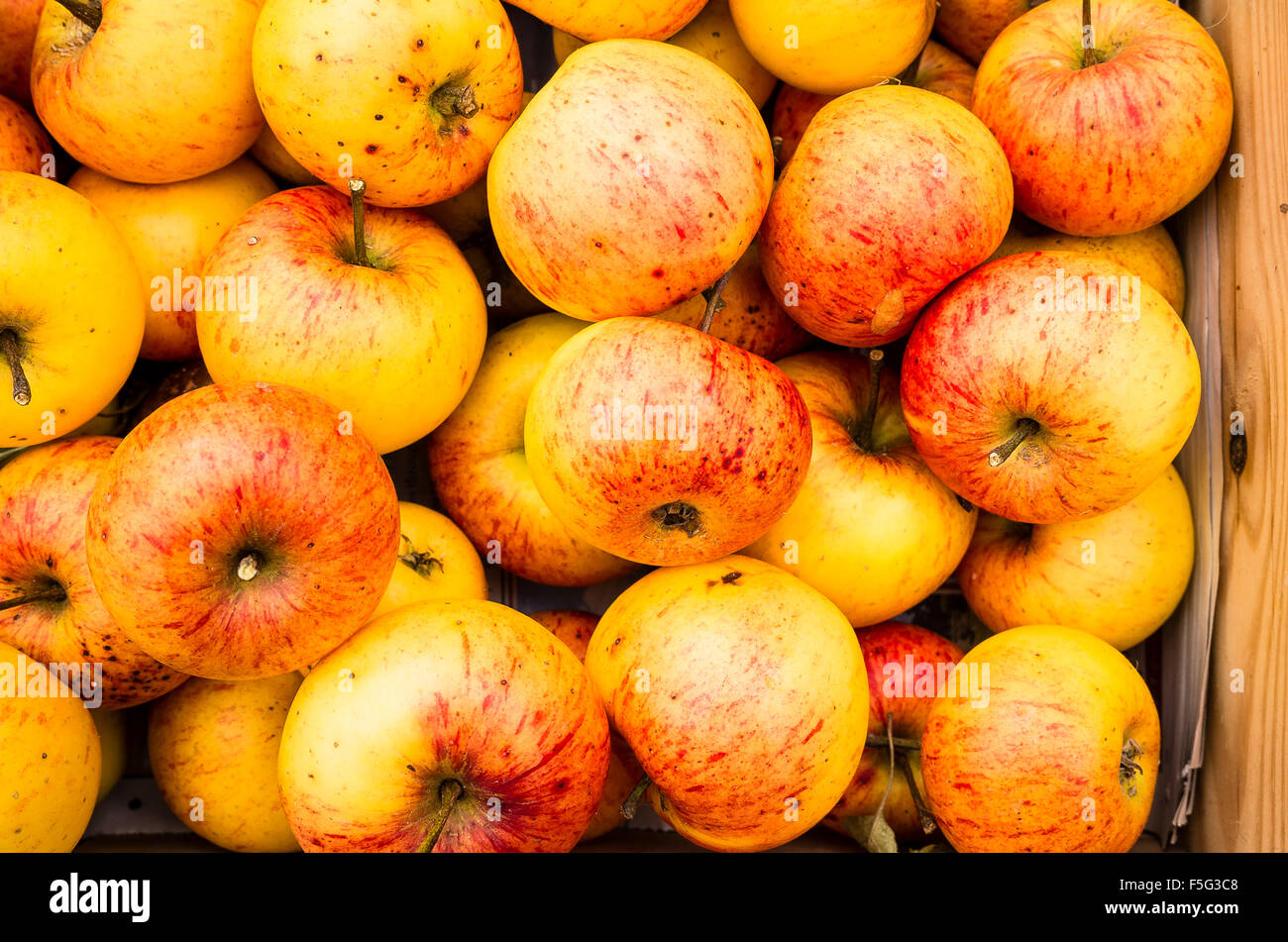 Ripe English Sunset apples picked and ready for consumption Stock Photo