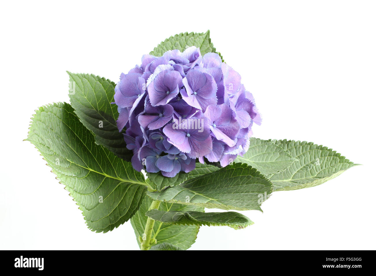 Lilac hydrangea flower isolated on white background Stock Photo - Alamy