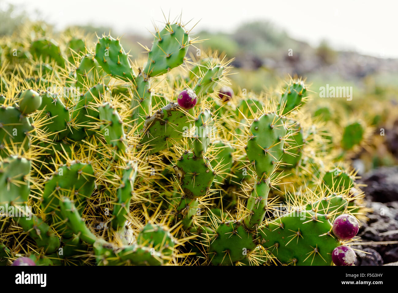 Opuntia species hi-res stock photography and images - Alamy