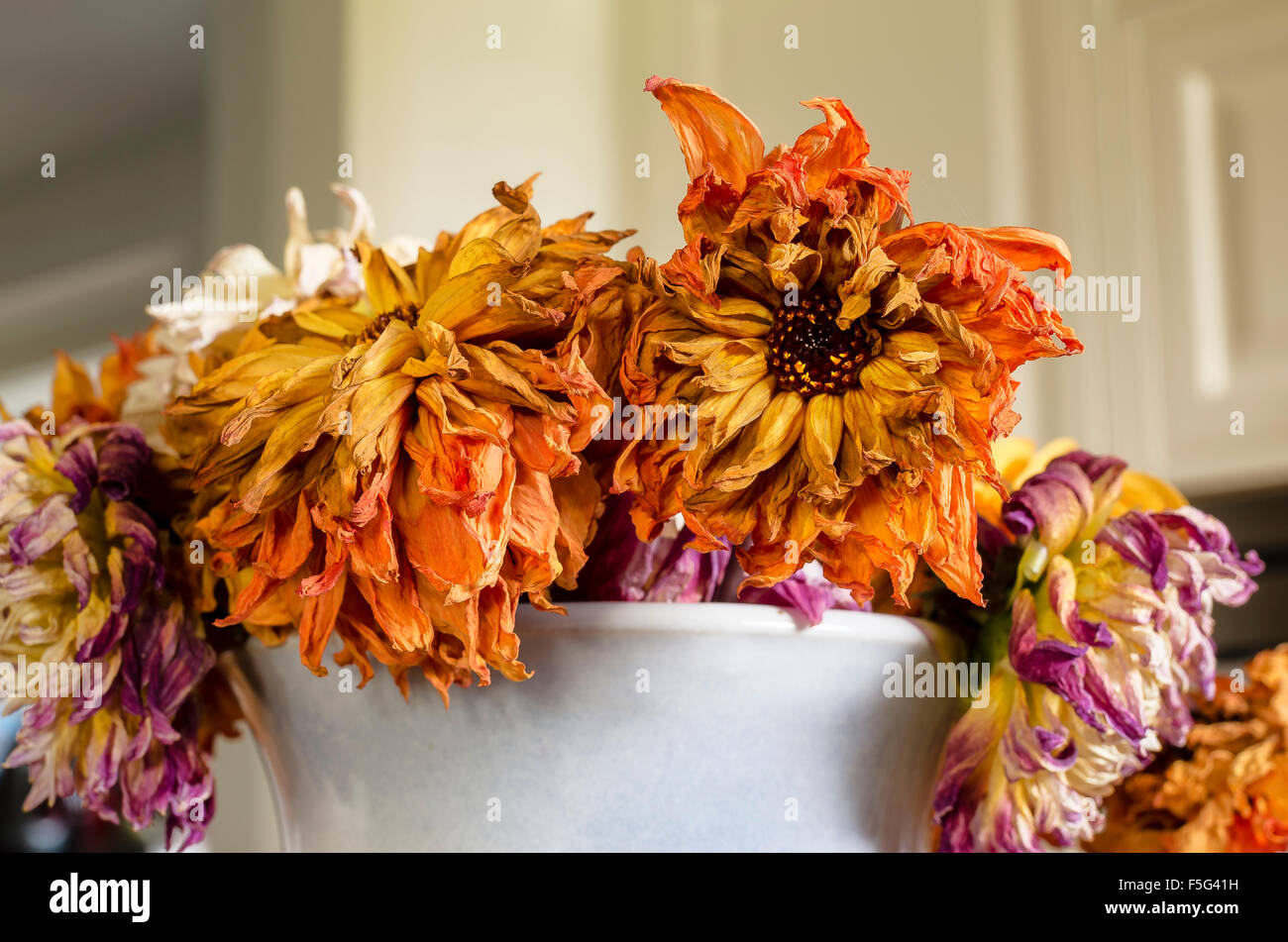 Tired old dahlia flowers take on a beauty of their own and continue to grace a table Stock Photo