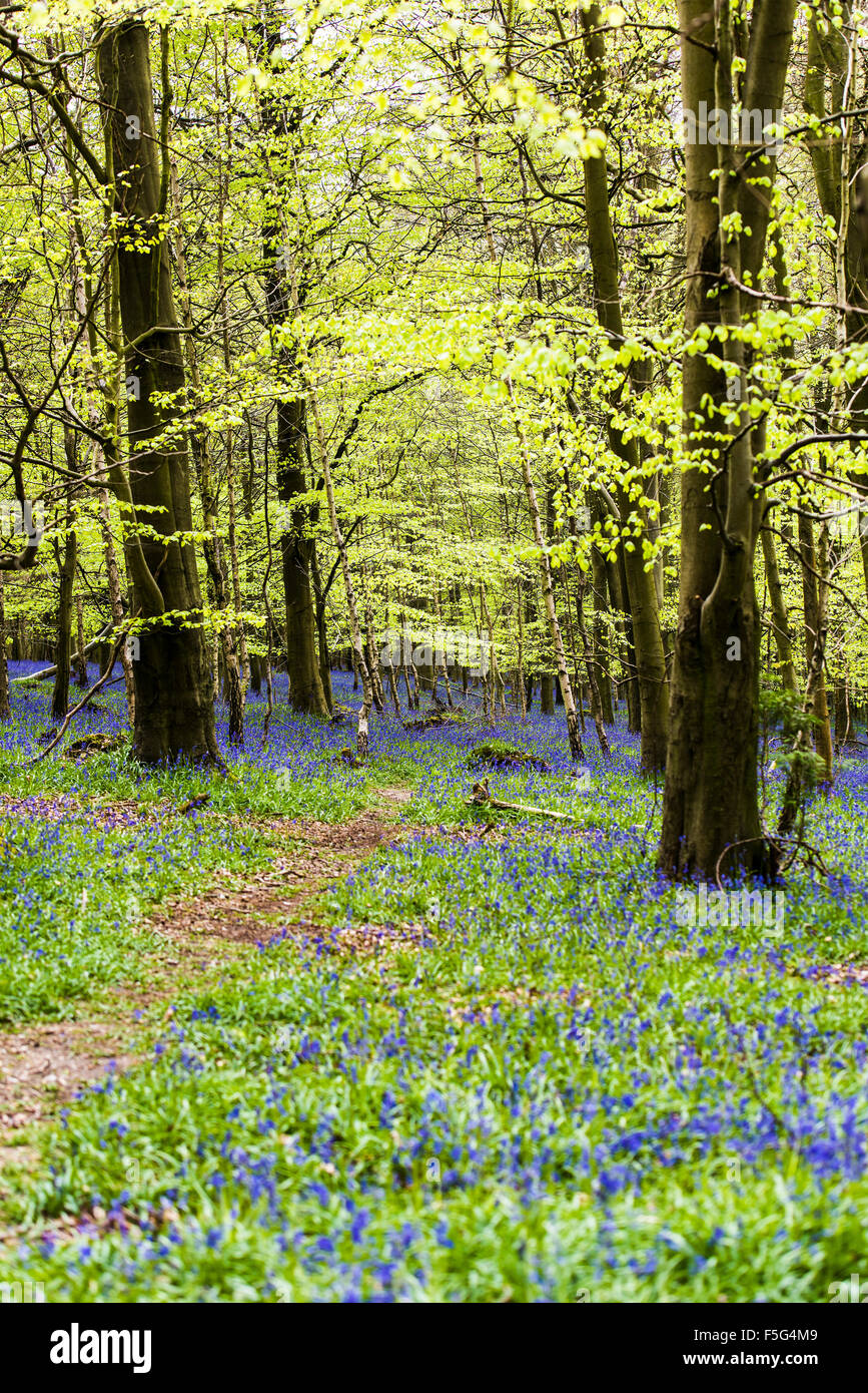 Kings wood challock hi-res stock photography and images - Alamy