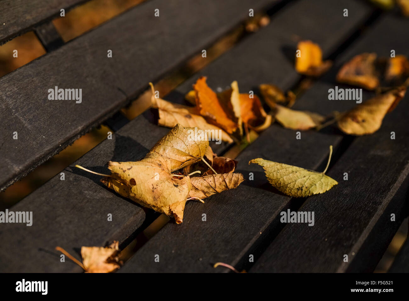 Fallen Autumn leaves on a park bench Stock Photo - Alamy