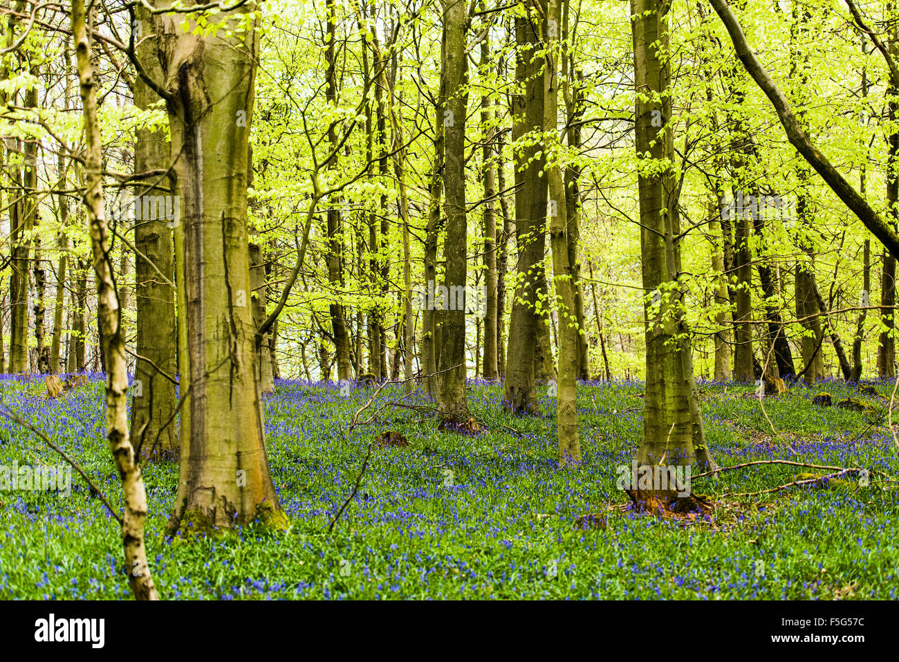 Kings wood challock kent hires stock photography and images Alamy