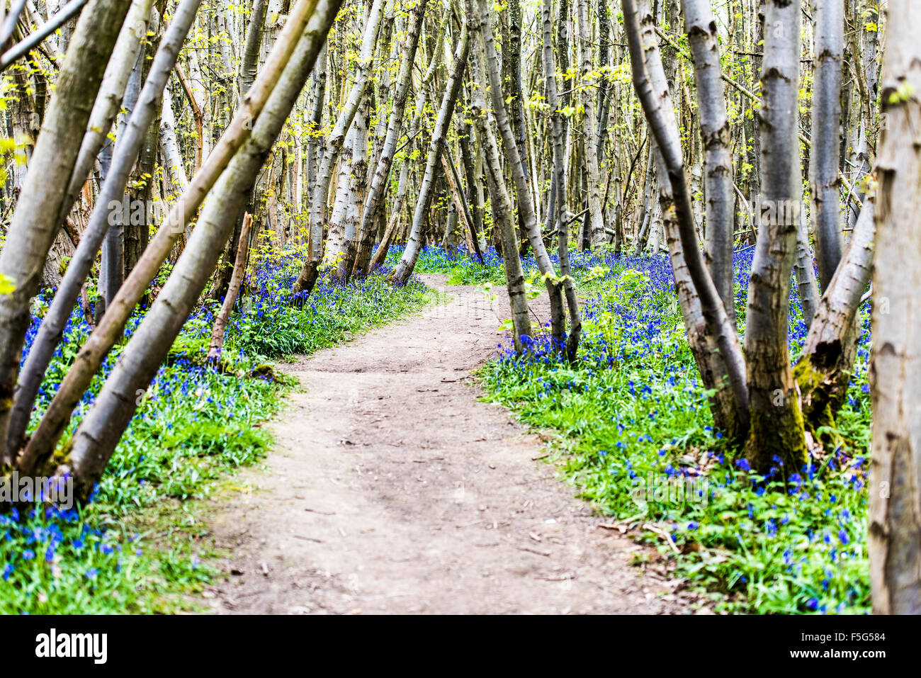 Bluebells in Kings Wood, Challock, Kent Stock Photo - Alamy