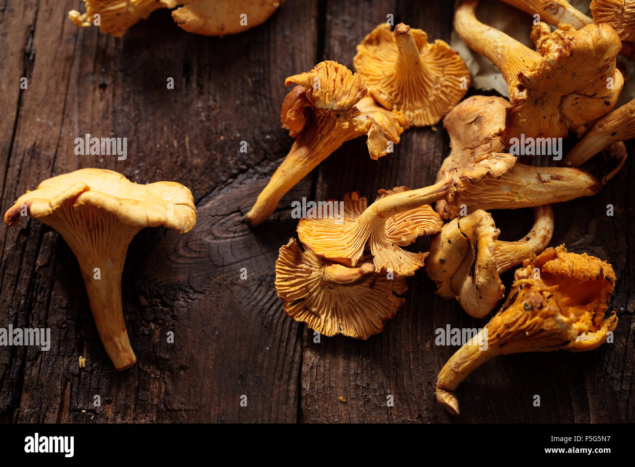 Wild girolle mushrooms Stock Photo