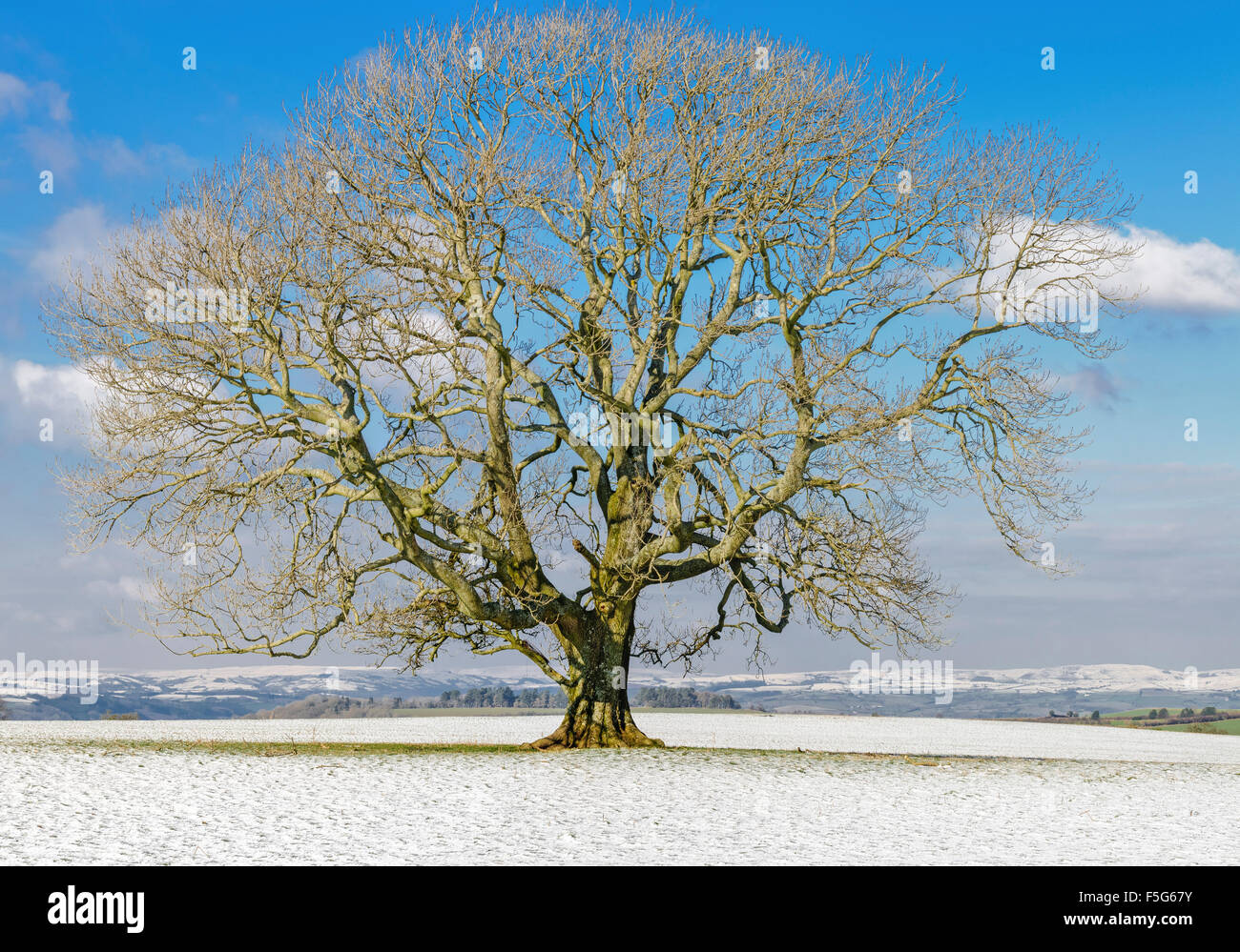 Ash Tree in Winter amongst snow fields in the Brecon Beacons National Park Stock Photo