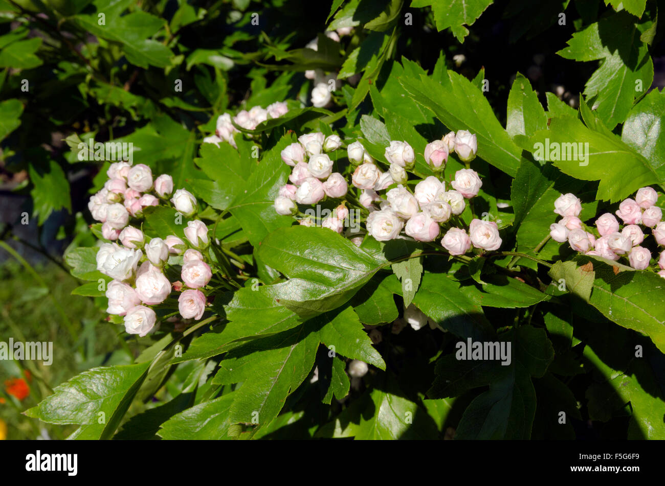 "Crataegus x mordenensis ’Toba’ " One of the hardiest of the ornamental hawthorns, picture from the North of Sweden Stock Photo