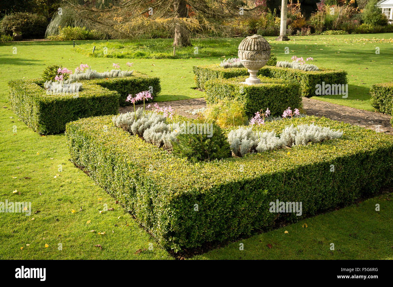 Geometric box-edged beds enclosing seasonal potted plants including nerine Stock Photo