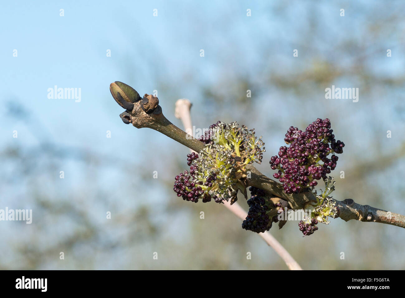 Ash Tree Buds and Flowers Stock Photo