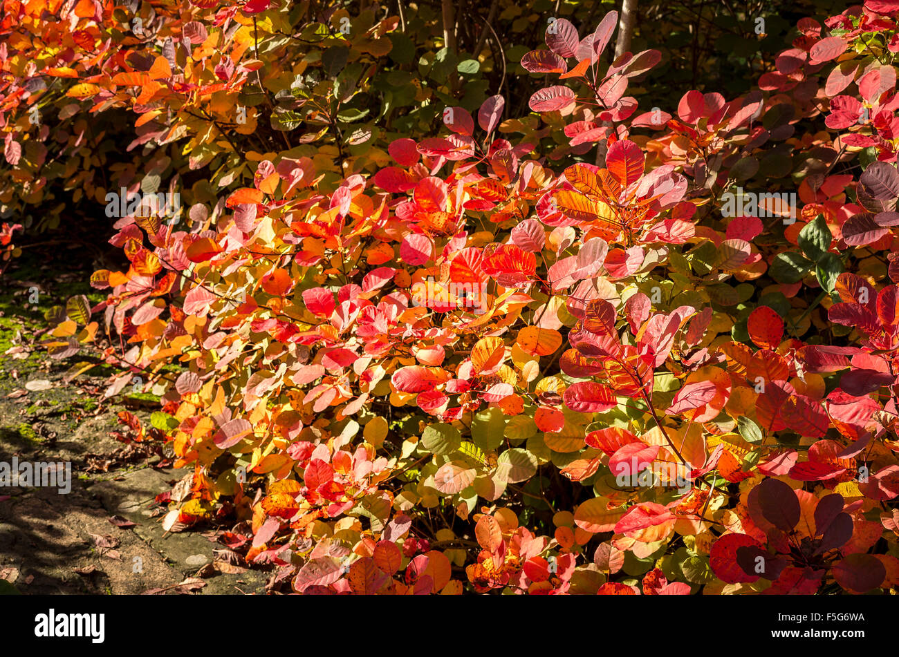 Cotinus leaves showing riotous Autumn colour in an English garden Stock Photo