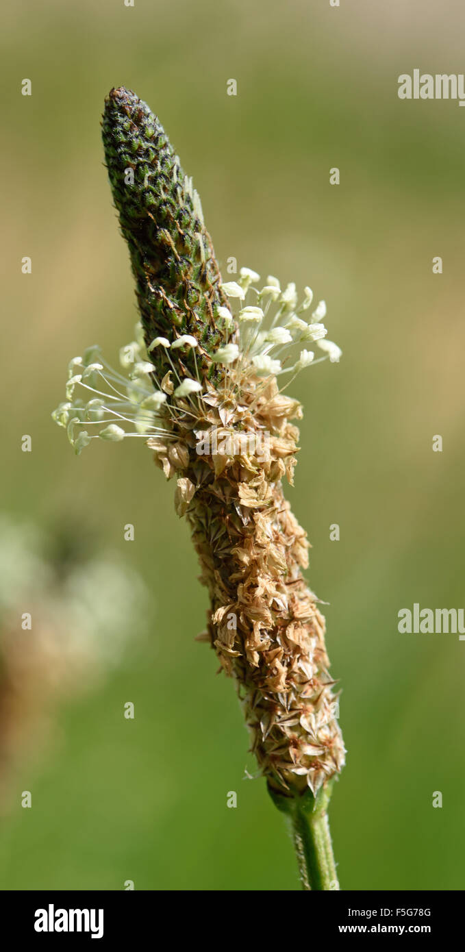Flower spike or inflorescence of a hoary plantain, Plantago media, anthers dying from the base, June Stock Photo
