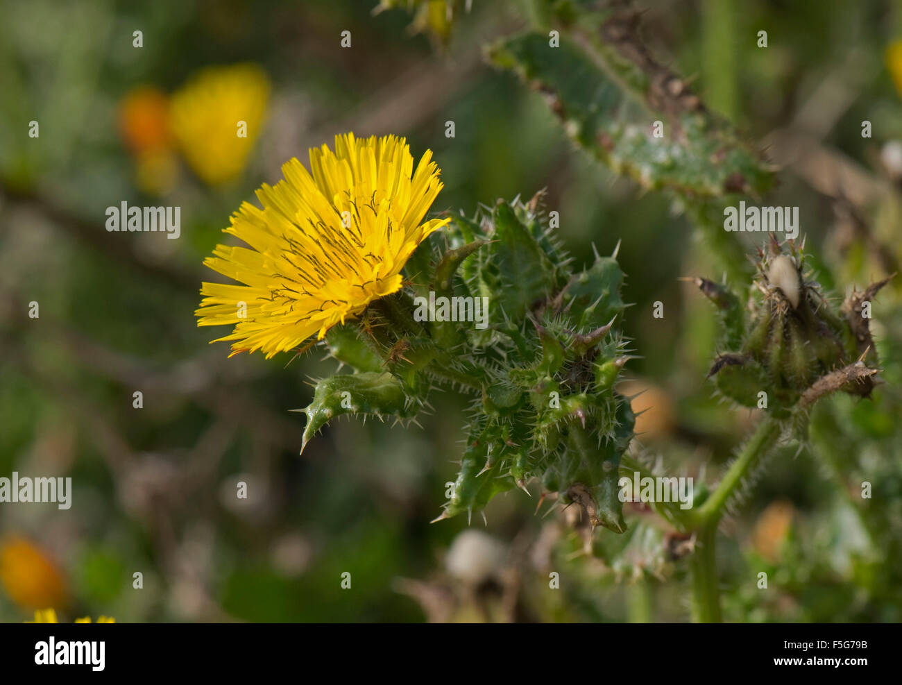 Bristly oxtongue, Helminthotheca echioides, prickly stiff flowering plant on Chesil Beach, Dorset, October Stock Photo