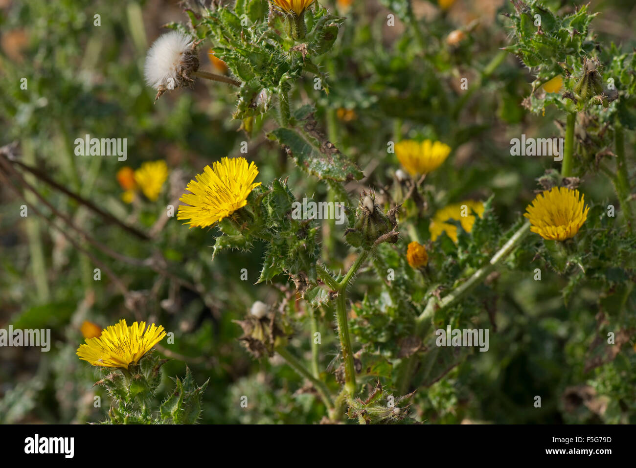 Bristly oxtongue, Helminthotheca echioides, prickly stiff flowering plant on Chesil Beach, Dorset, October Stock Photo