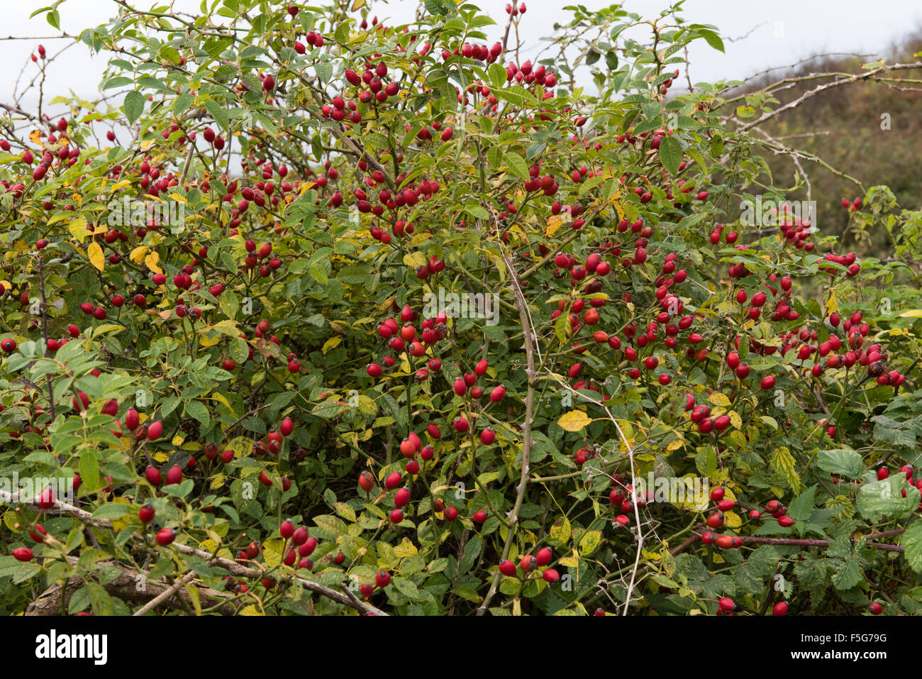Ripe red hips of a dog rose, Rosa canina, on the Dorset coast in autumn, October Stock Photo