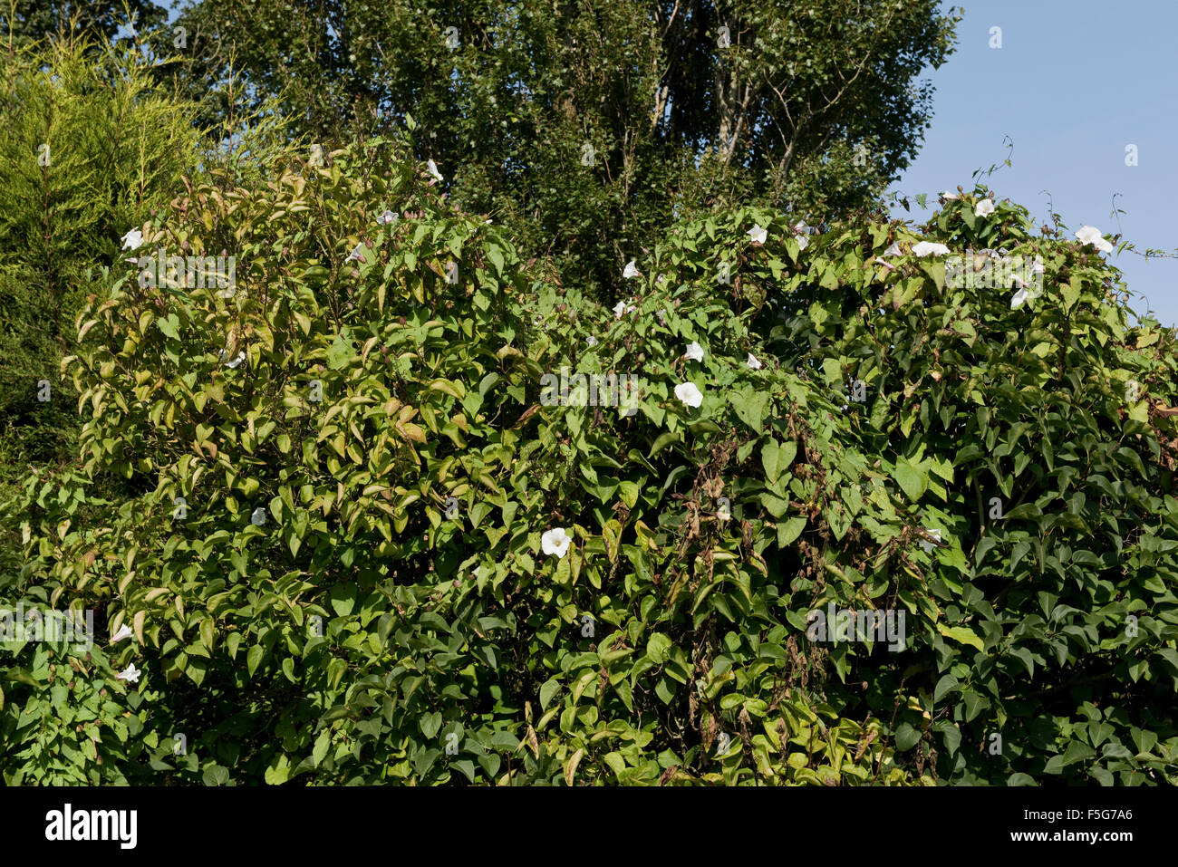 Large greater bindweed plant in late season covering a lilac tree with flowers and seeding pods, September Stock Photo