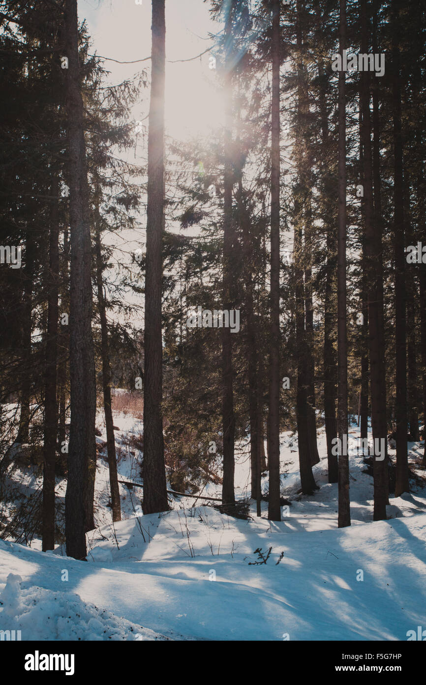 The Winter forest Stock Photo - Alamy