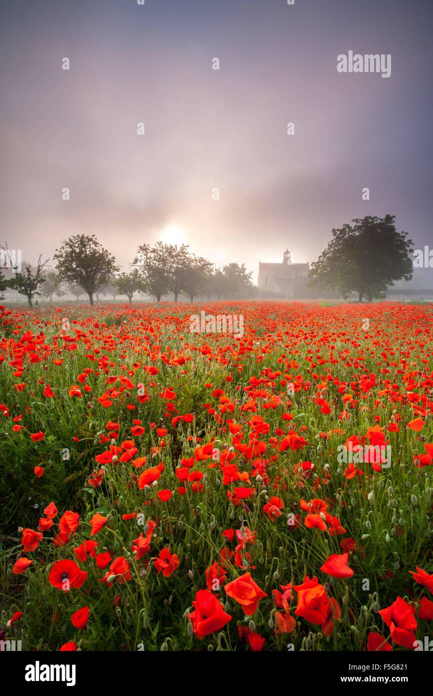 Poppy field at dawn in the mist Stock Photo