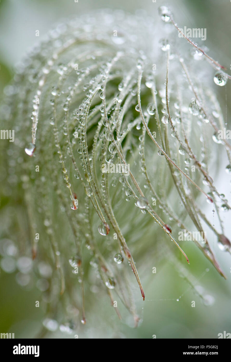 Fog or mist droplets condensed on the elements of the seed head of Clematis tangutica in autumn Stock Photo