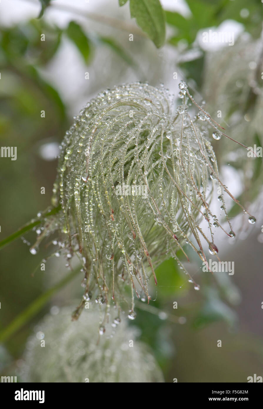 Fog or mist droplets condensed on the elements of the seed head of Clematis tangutica in autumn Stock Photo
