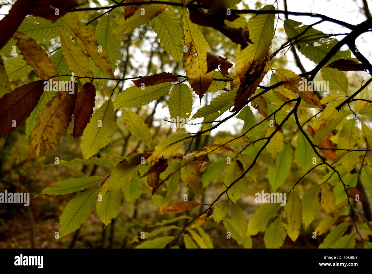 autum leafs Stock Photo