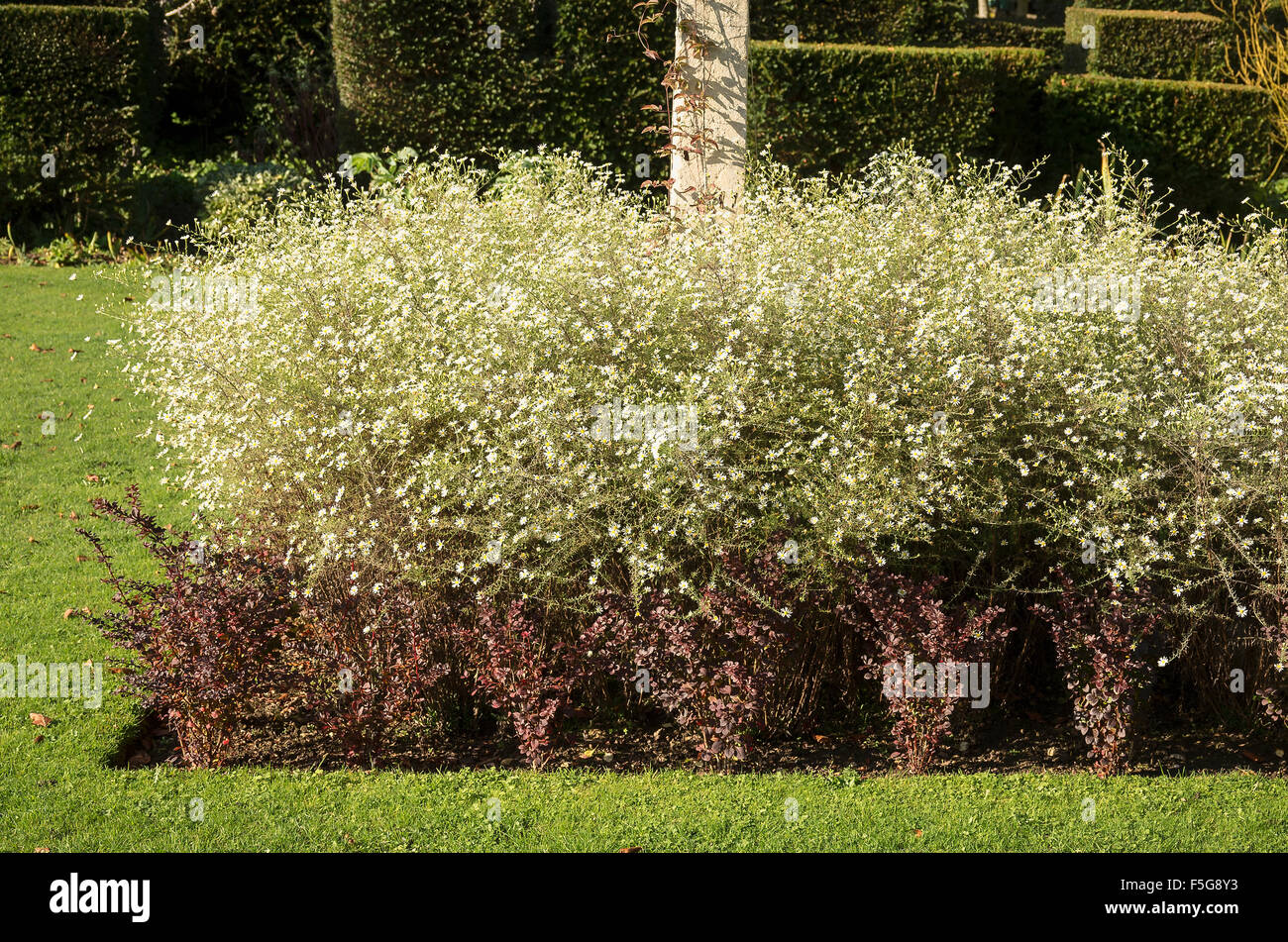 Ornamental bed with berberis and White Heath aster in October Stock Photo