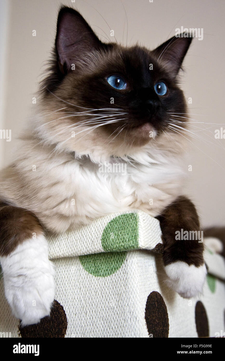 Seal mitted ragdoll hi res stock photography and images Alamy