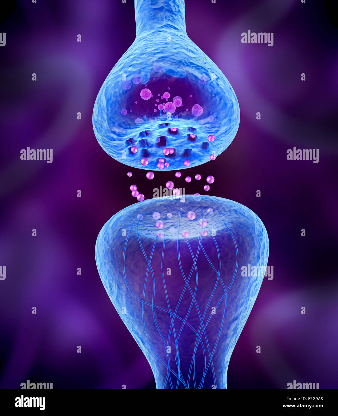 Receptor anatomy hi-res stock photography and images - Alamy