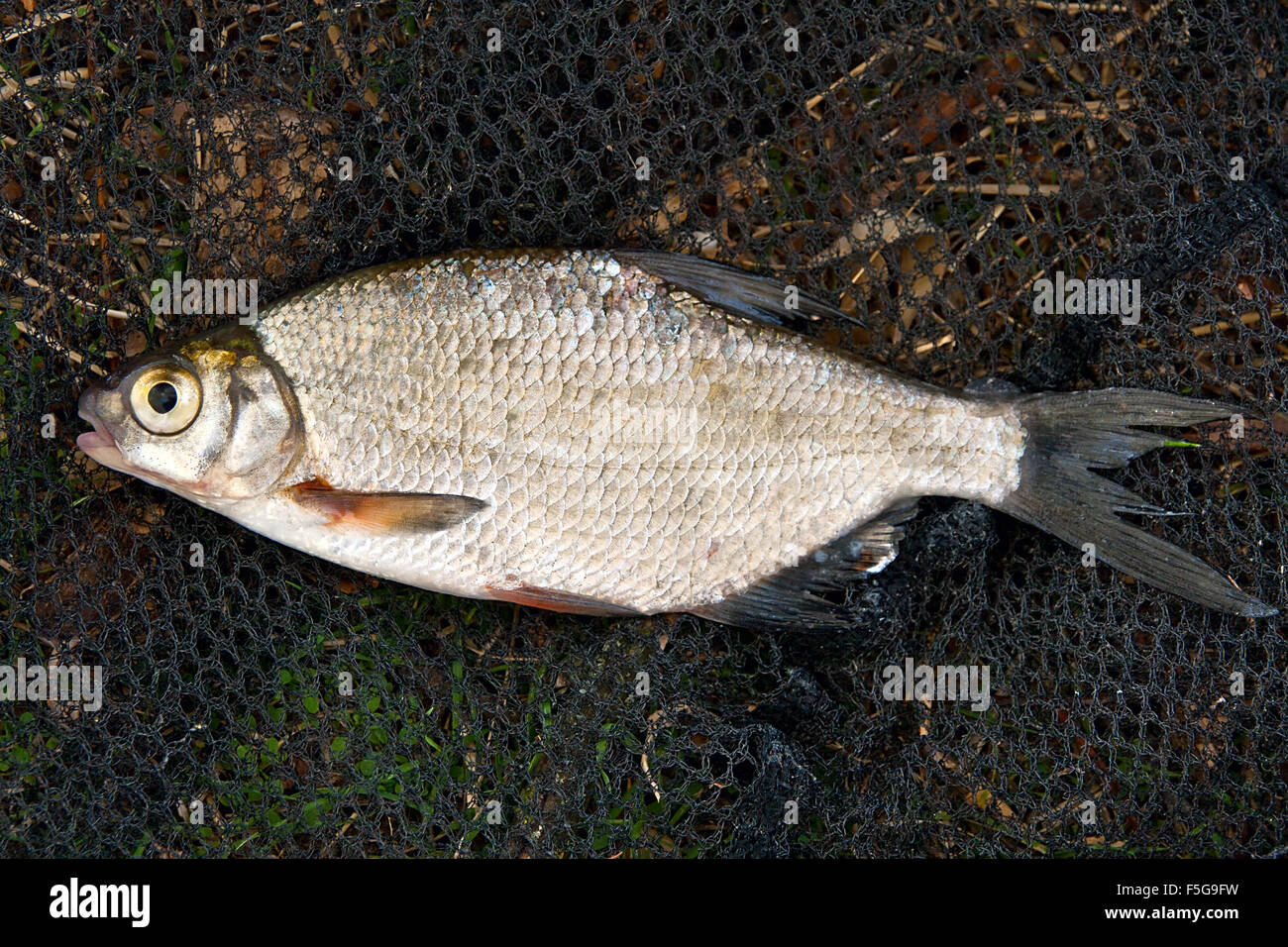 Freshwater bream hi-res stock photography and images - Alamy
