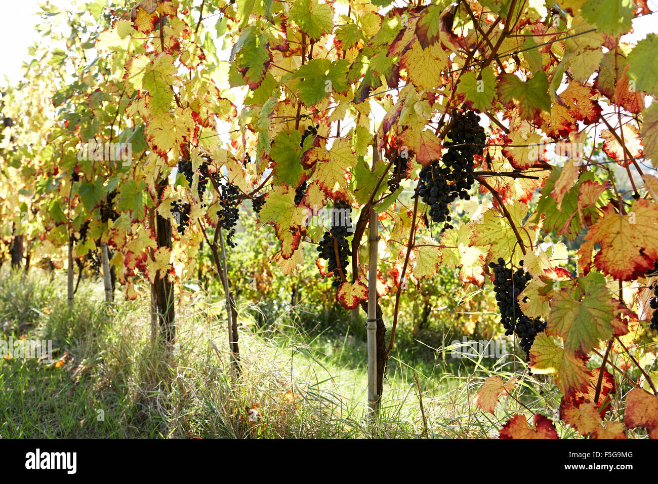 Red grapes growing on the vines in the early autumnal sunshine. Stock Photo
