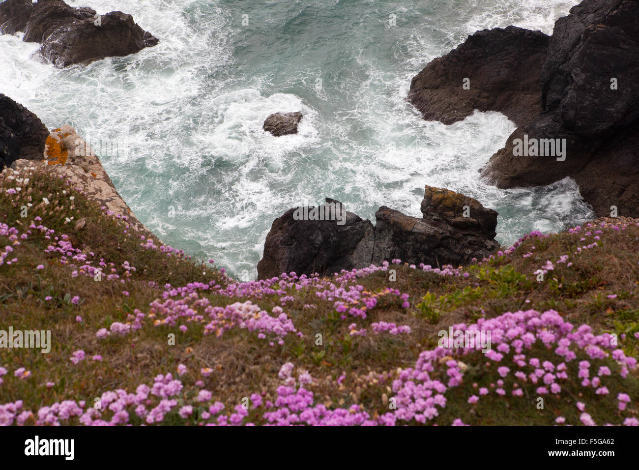 View down a cliff at Kynance Cove, Cornwall with Sea Pink flowers at the top and waves breaking on rocks in the sea Stock Photo
